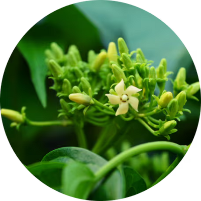 Gymnema Sylvestre Extract