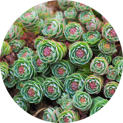 Rhodiola Rosea Root Extract