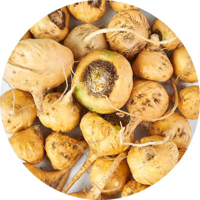 Maca Root Extract