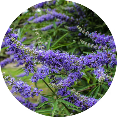 Chaste Tree Berry Extract