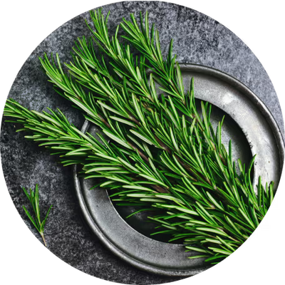 Rosemary Leaf Extract