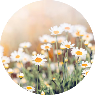 Chamomile Flower Extract