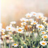 Chamomile Extract