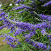 Chaste Tree Berry Extract