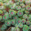 Rhodiola Rosea Extract